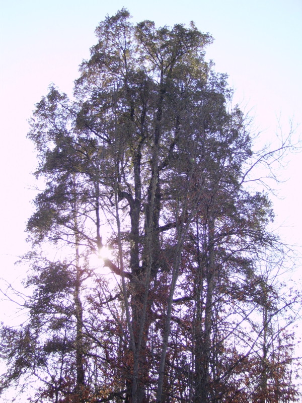 Quercus x crenata = Q. x hispanica = Q. lucombeana